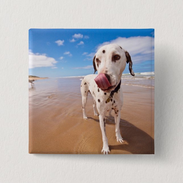 Dalmatiner-Hund auf Strand Button (Vorderseite)