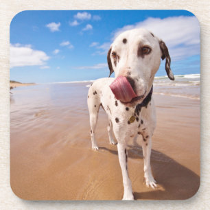Dalmatiner-Hund auf Strand Getränkeuntersetzer