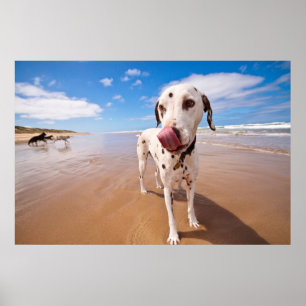Dalmatiner-Hund auf Strand Poster
