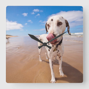 Dalmatiner-Hund auf Strand Quadratische Wanduhr