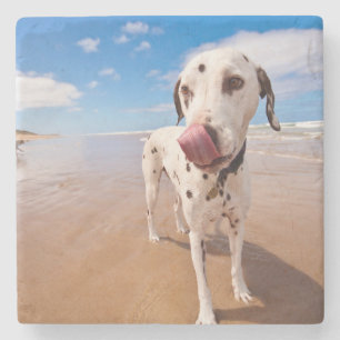 Dalmatiner-Hund auf Strand Steinuntersetzer