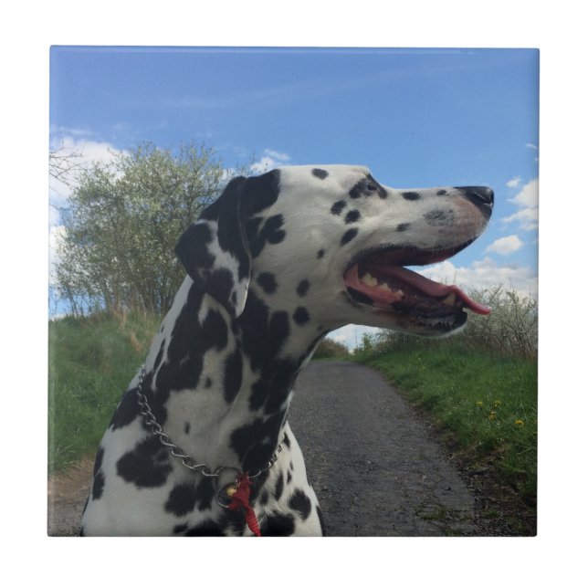 Dalmatiner Hund auf Wanderweg, Sonnentag Fliese (Vorderseite)