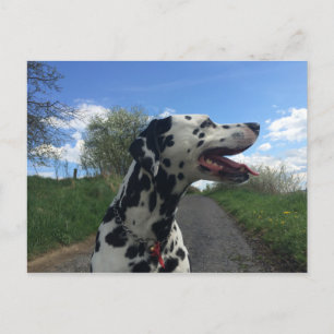 Dalmatiner Hund auf Wanderweg, Sonnentag Postkarte