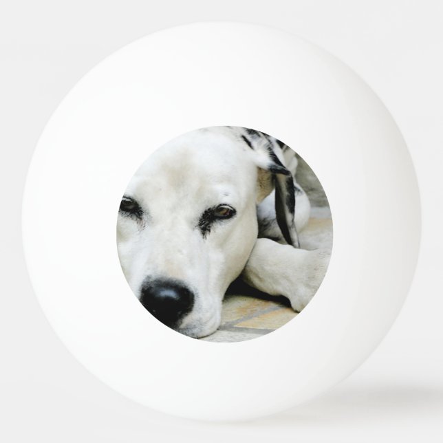 Dalmatiner-Hund Tischtennisball (Vorderseite)