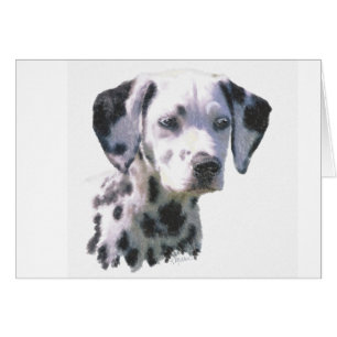Dalmatiner Puppy