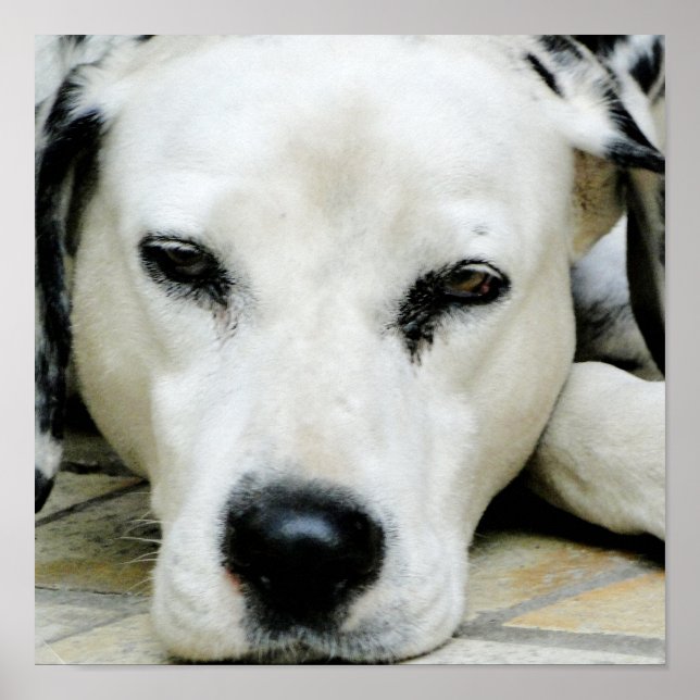 Dalmatiner-Restposter Poster (Vorne)