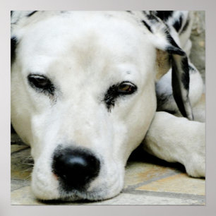 Dalmatiner-stillstehendes Plakat