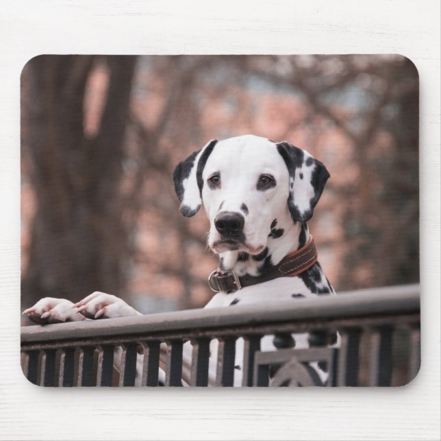 Dalmatiner, Welpen, Haustiere Mousepad (Vorne)