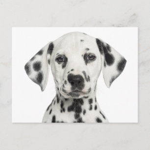 Dalmatiner-Welpen-Hund Hallo, Danke, Liebe, Entsch Postkarte