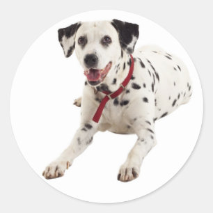 Dalmatiner-Welpen-Hunde-Gruß-Aufkleber / Etiketten Runder Aufkleber