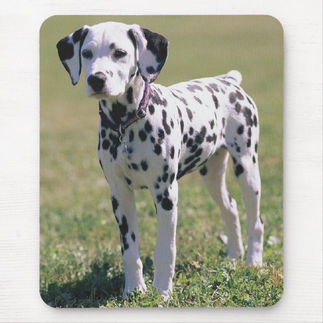 Dalmatiner-Welpen-Mauspad Mousepad (Vorne)