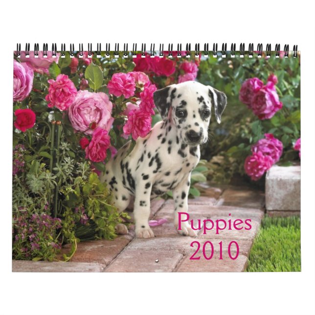 DalmatinerAbdeckung, Puppies2010 Kalender (Titelbild)