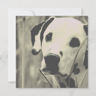dalmatinischer Hund
