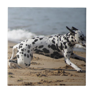 Dalmation Fliese