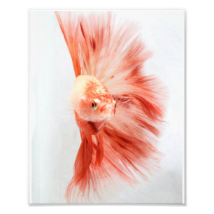 Dalmation Halbmond Betta Fische Fotodruck