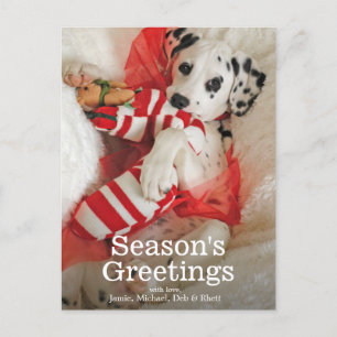 Dalmation puppy with Christmas stocking and holly Feiertagspostkarte