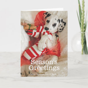 Dalmation Welpe mit WeihnachtsStrumpf und Feiertagskarte