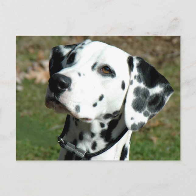 dalmatisch.png postkarte (Vorderseite)