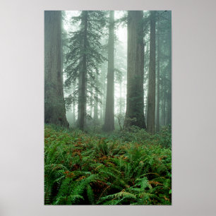 Dame Bird Johnson Grove Poster