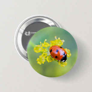 Dame oben button