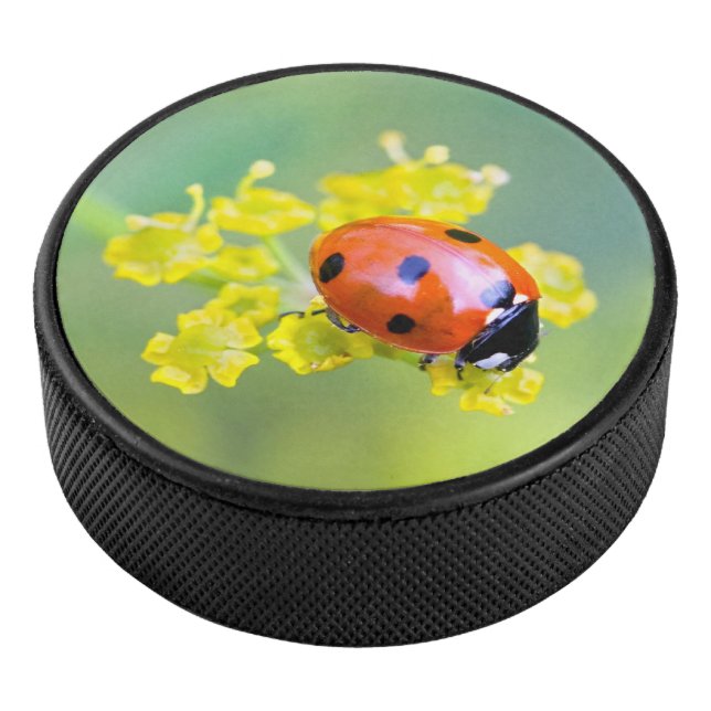 Dame oben eishockey puck (3/4)