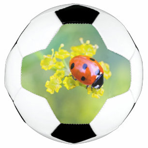 Dame oben fußball