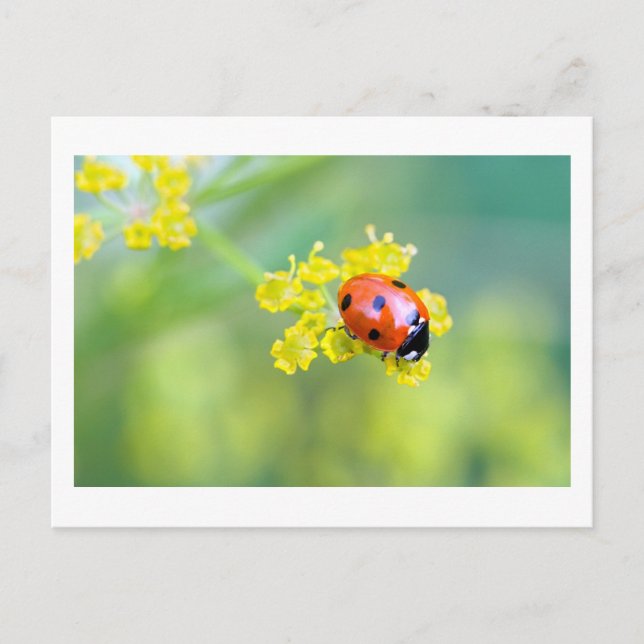 Dame oben postkarte (Vorderseite)