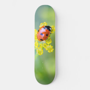 Dame oben skateboard