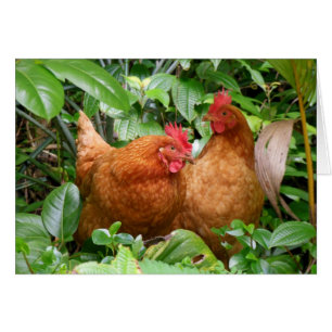 Damen warteten herein