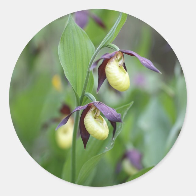 Damenschuppen (Cypripedium calceolus) Runder Aufkleber (Vorderseite)