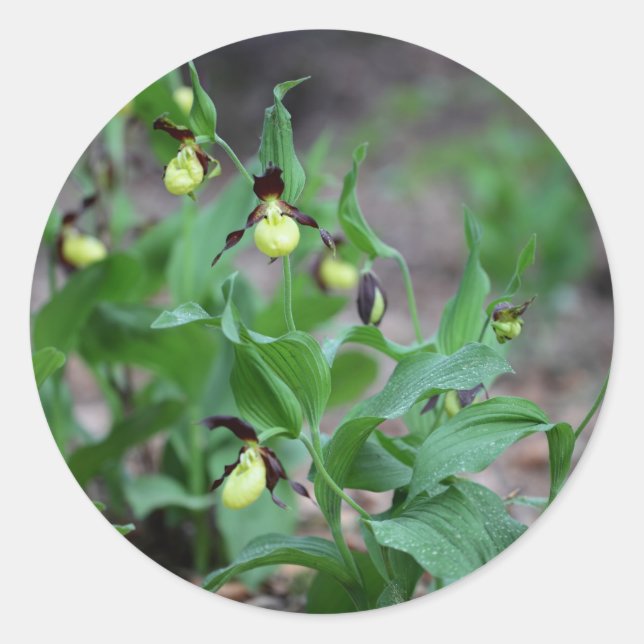 Damenschuppen (Cypripedium calceolus) Runder Aufkleber (Vorderseite)