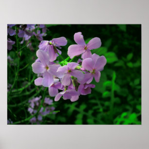 Dame's Rocket Flower Poster