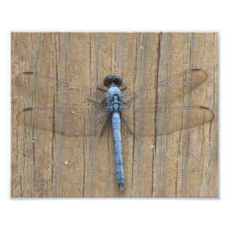 Damesfly Fotodruck