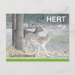 Damherten HERTelijk Gefeliciteerd Briefkaart Postkarte