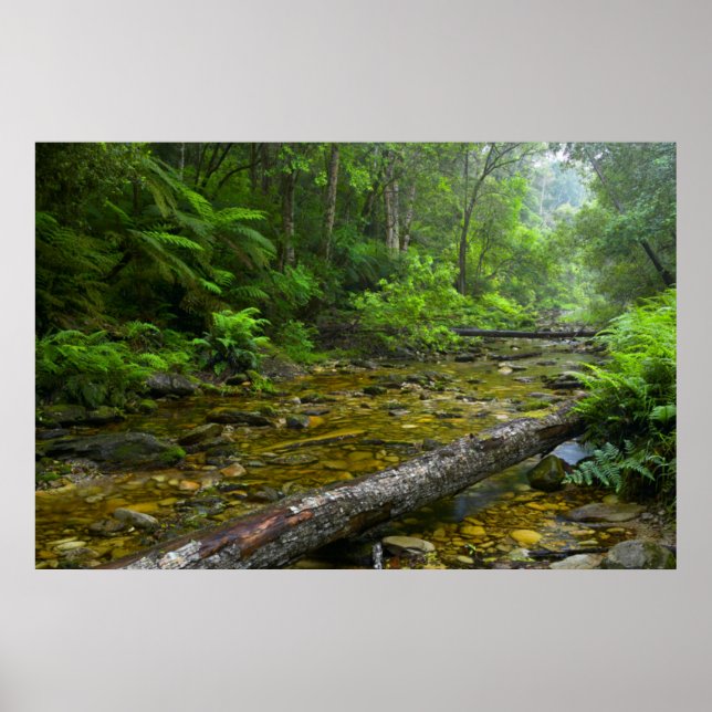 Dampf im Wald, Knysna-Amatole Montane Poster (Vorne)