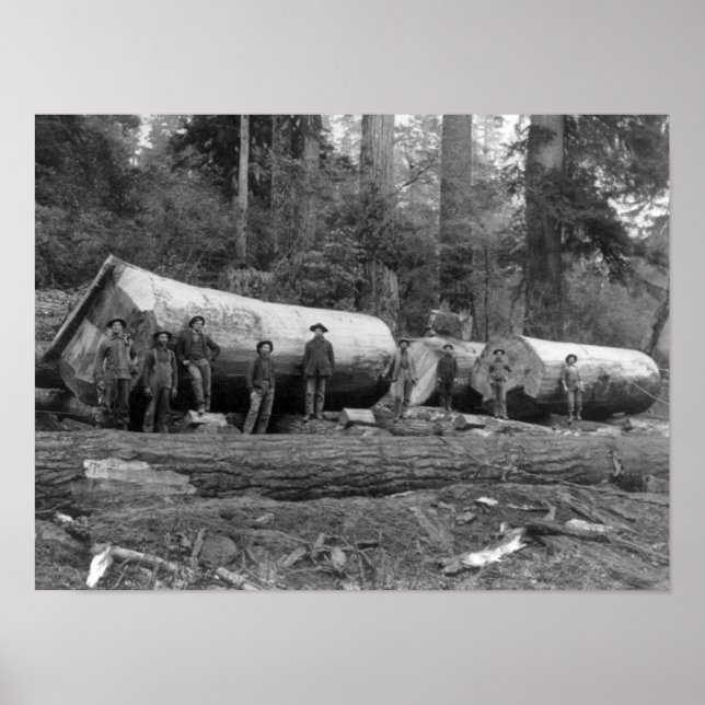 Dampf-Logging in den Kaskaden des Washingtoner Sta Poster (Vorne)