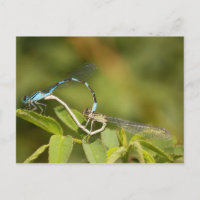 Damselflies Paating