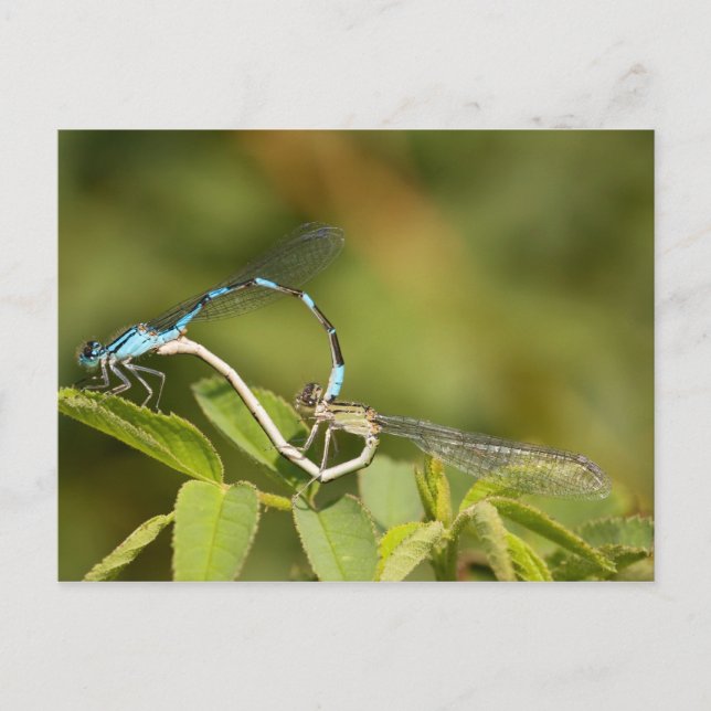 Damselflies Paating Postkarte (Vorderseite)