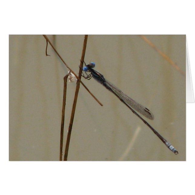 Damselfly (Vorderseite (Horizontal))