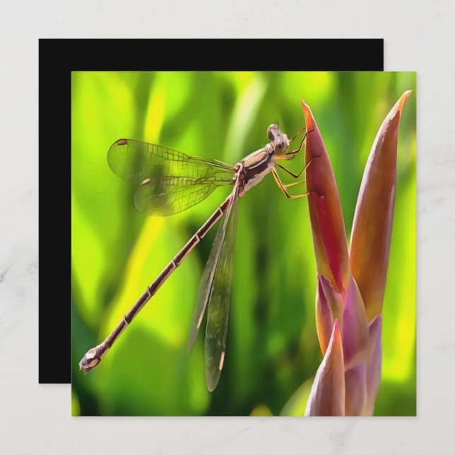 Damselfly balanciert auf einem Blume Einladung (Vorne/Hinten)