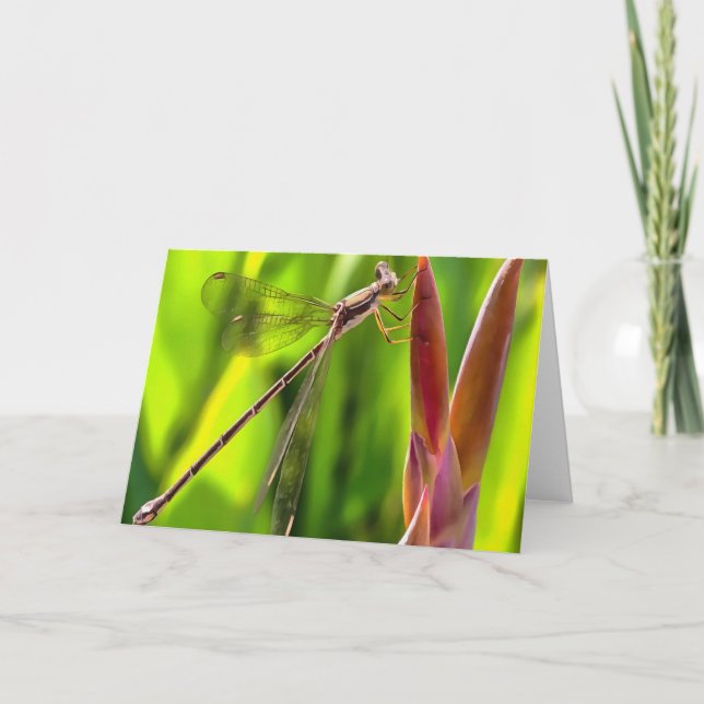Damselfly balanciert auf einem Blume Karte (Vorderseite)