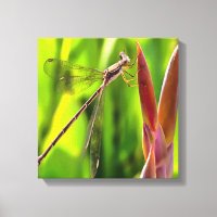 Damselfly balanciert auf einem Blume