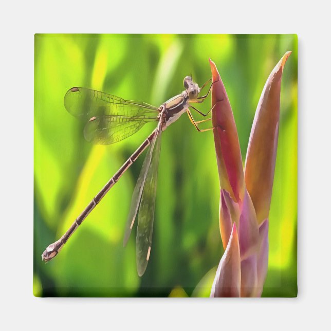 Damselfly balanciert auf einem Blume Magnet (Vorne)
