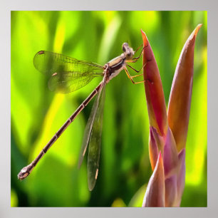 Damselfly balanciert auf einem Blume Poster