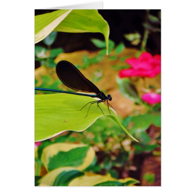 Damselfly und Rose (Vorne)