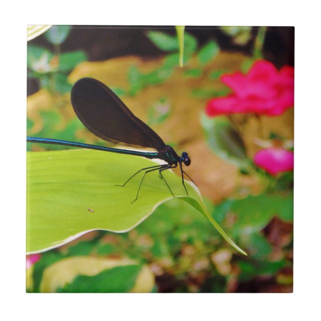 Damselfly und Rose Fliese (Vorderseite)