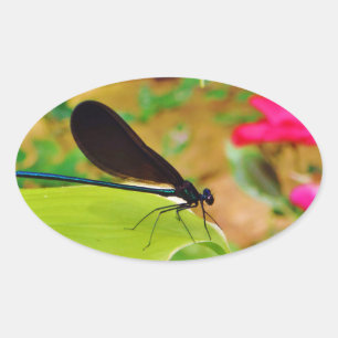 Damselfly und Rose Ovaler Aufkleber