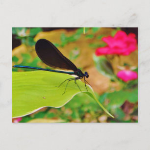 Damselfly und Rose Postkarte