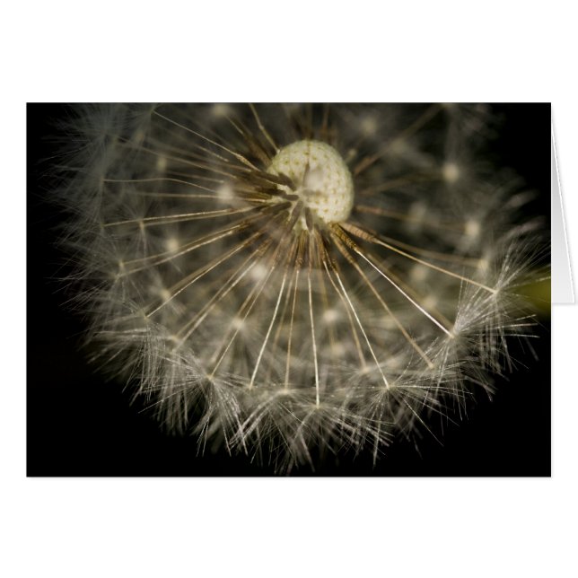 Dan D Lion Card (Vorderseite (Horizontal))