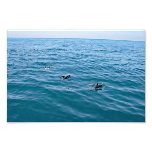 Dana Point Fotodruck